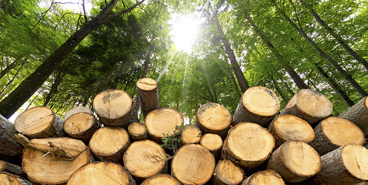 La X Semana de la Madera de Euskadi se celebrará del 14 al 20 de octubre